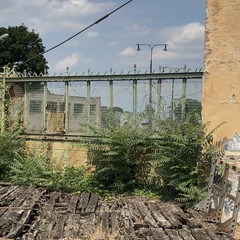 Ailanthus altissima
