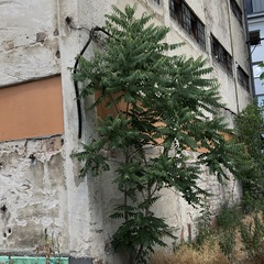 Ailanthus altissima