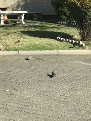 Streptopelia senegalensis senegalensis