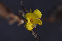 Hibbertia subvaginata