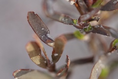Hibbertia subvaginata