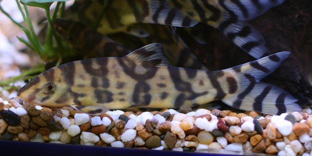 Golden Zebra Loach