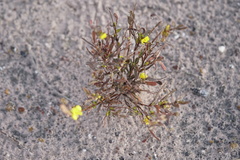 Hibbertia subvaginata