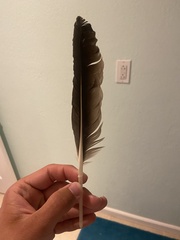 Pelecanus occidentalis