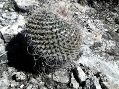 Mammillaria mystax