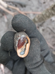 Cassidula