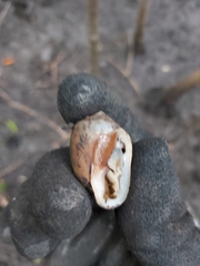 Cassidula