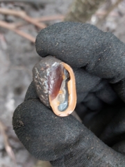 Cassidula