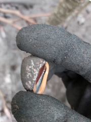 Cassidula