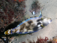 Meuschenia trachylepis