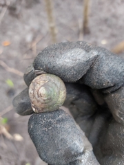 Cassidula
