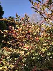 Nandina domestica