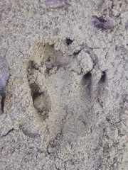 Tapirus terrestris