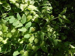 Astragalus glycyphyllos