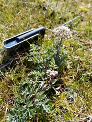 Lomatium canbyi