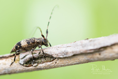 Leiopus linnei