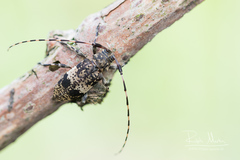 Leiopus linnei
