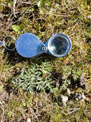 Lomatium canbyi
