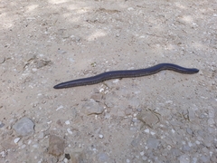 Dermophis mexicanus