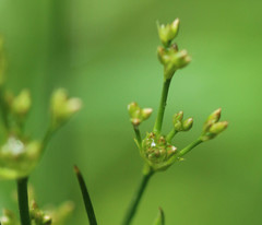 Juncus acutiflorus