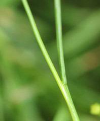 Juncus acutiflorus