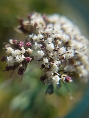 Lomatium canbyi