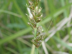 Carex otrubae