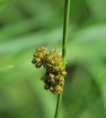 Juncus conglomeratus