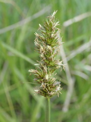 Carex otrubae