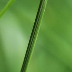 Juncus conglomeratus