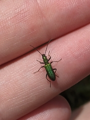 Chrysanthia viridissima