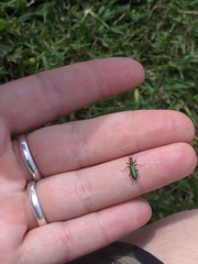 Chrysanthia viridissima