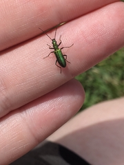 Chrysanthia viridissima