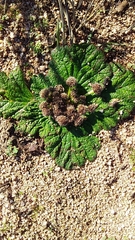 Arctopus dregei