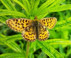 Boloria euphrosyne