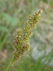 Carex otrubae