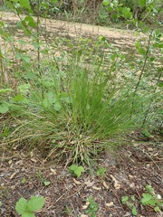 Carex otrubae