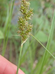 Carex otrubae
