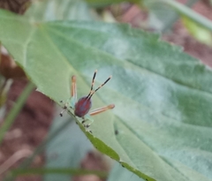 Pirithoicus ophthalmicus