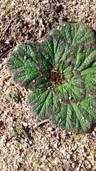 Arctopus dregei