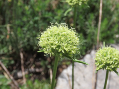 Saponaria bellidifolia