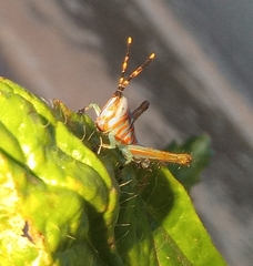 Pirithoicus ophthalmicus