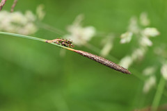 Carex binervis