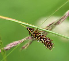 Carex binervis