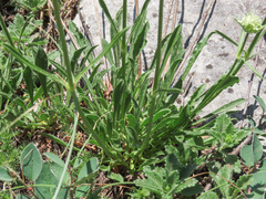 Saponaria bellidifolia