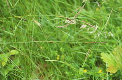 Carex binervis