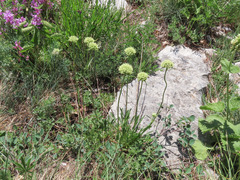Saponaria bellidifolia