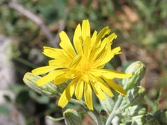 Crepis lacera
