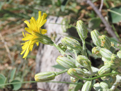 Crepis lacera