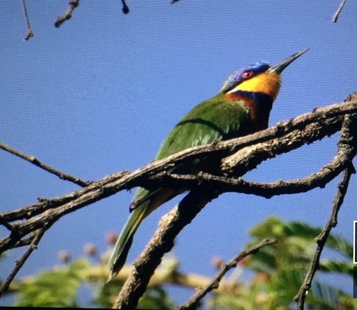 Ethiopian Bee-eater (Merops lafresnayii), photo 8